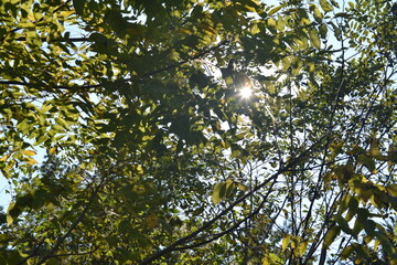 sun burst start shade light looking up nature calm 