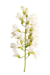 Fresh acacia flower isolated on white background