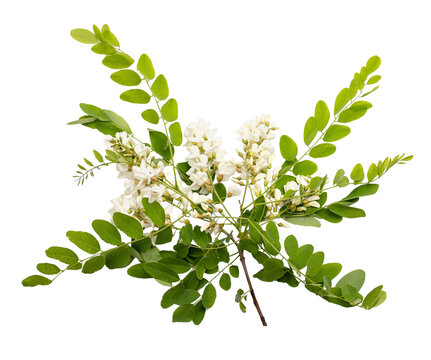 Fresh acacia flower isolated on white background