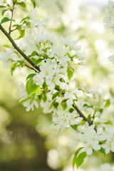 Blooming apple tree, spring, summer.