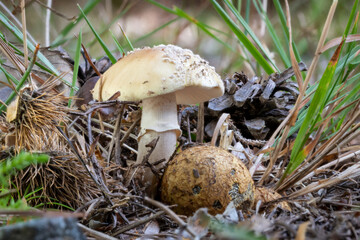 Nahaufnahme von einem Pantherpilz, Amanita pantherina, Pilz zwischen Moos und Herbstlaub auf dem Waldboden
