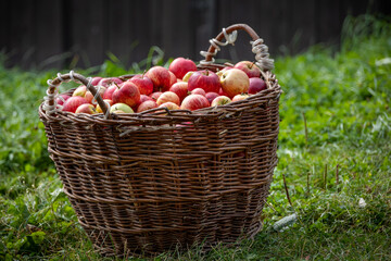 Knitted wooden basket with red apples on green field - autumn village theme - obrazy, fototapety, plakaty