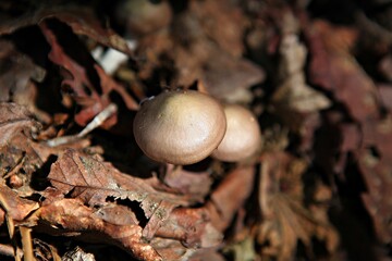 한국에서나는독버섯입니다