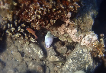 White moray inhabiting coral reefs at the Red Sea, Sinai, Middle East