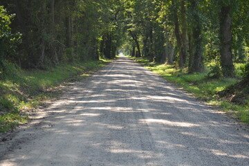 Fototapeta premium country road lane archway arch trees calm peace shade shady 
