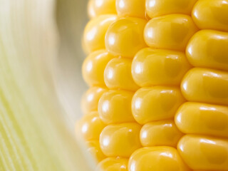 Super macro of corn grains.
Fresh corn with golden-colored grains in a green peel.