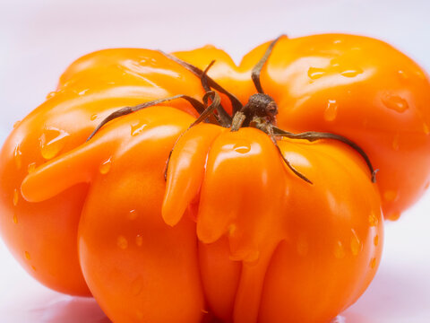 Macro of a bright yellow tomato Puzata Hata of an unusual shape. Water droplets on the vegetable. Light background.