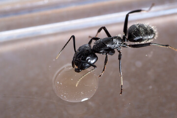 Camponotus vagus drink sugar water in a container
