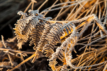 Frozen and frosty Bracken on a winter morning in London, UK