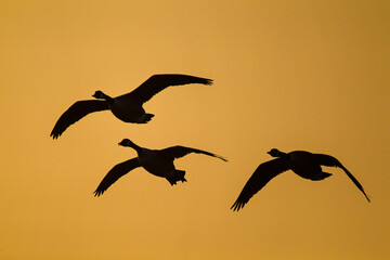 Canada Geese flying across ponds in the London area, UK