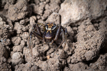 Spider of the genus Thomsidae waits for a prey in the ground