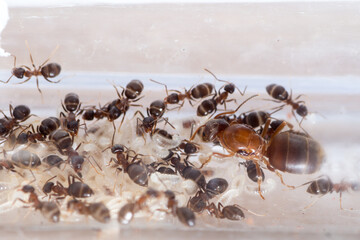 Colony of Lasius emarginatus in test tube with queen, workers and and larvae
