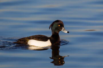 Tufted duck swimming on a pond in London, UK	