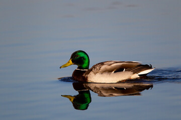 Obraz premium Male Mallard duck swimming on a pond in London, UK