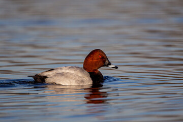 Pochard swimming on a lake in London, UK
