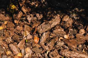 Pieces of dry brown oak tree bark close-up.