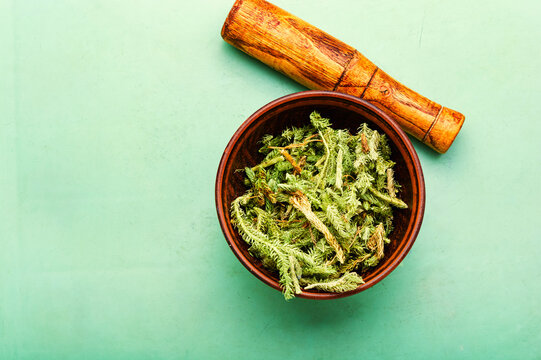 Lycopodium healing herbs