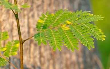 Acacia leaves on a tree