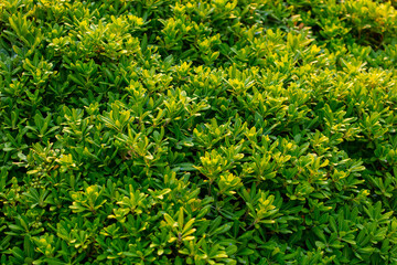 Green leaves on a hedge
