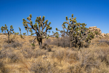 Joshua Trees in Joshua Tree National Park, California