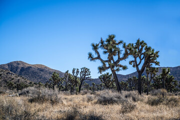 Joshua Trees in Joshua Tree National Park, California