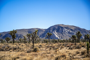 Joshua Trees in Joshua Tree National Park, California