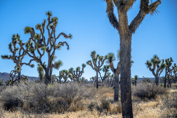 Joshua Trees in Joshua Tree National Park, California