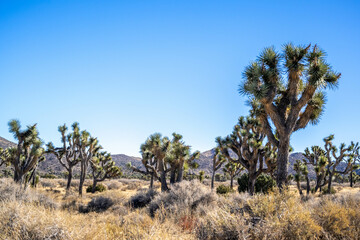 Joshua Trees in Joshua Tree National Park, California