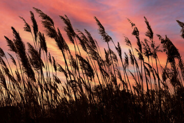 Reeds silhouettes in the wind at sunset
