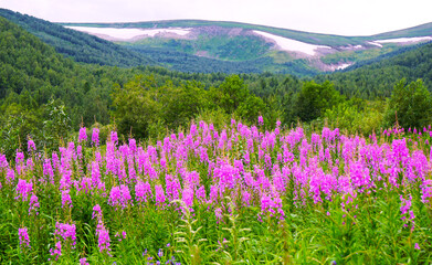 Beautiful purple flowers in the mountains. Blooming Sally. Summer. Wildlife scenery. Nature background.