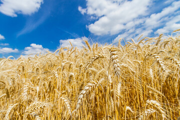 Fototapeta na wymiar Golden wheat field
