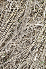 The background is in the form of dry grass of beige color.