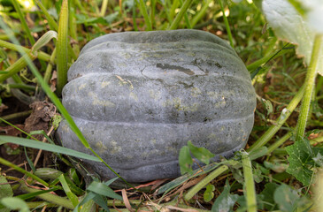 Pumpkin on the ground in the garden.
