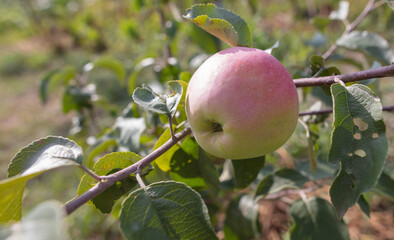 Apples on the tree in the garden.