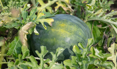 Ripe watermelon on the ground in the garden.