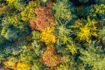 Aerial view of mixed autumn forest