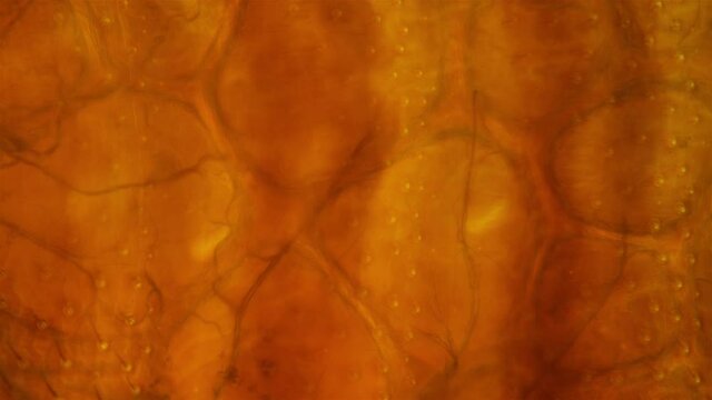 Bed bug Cimex lectularius under a microscope. Work of internal organs is visible. Order Hemiptera, Family Cimicidae. Feeds on human blood, male.