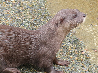 コツメカワウソ