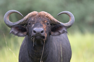 African buffalo or Cape buffalo (Syncerus caffer)