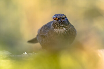 Common blackbird perched on ground with blurred background