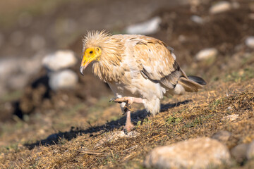 Egyptian vulture foraging