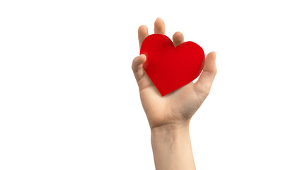 Organ day concept. Hand holding red heart isolated on a white background. Copy space photo