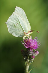 Zitronenfalter auf Distelblüte