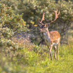 Fallow deer male with stags in rutting season