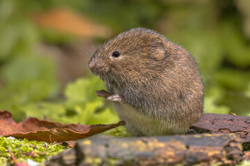 Field vole natural environment