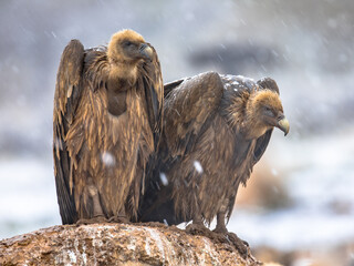 Griffon vulture couple perched on rock