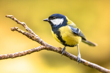 Great tit garden bird perched on branch