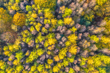 aerial view of autumn forest with colorful foliage