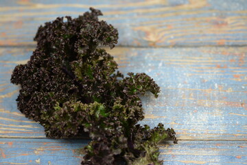Kale single red leaf on blue vintage wooden background, curly-leaf red cabbage.