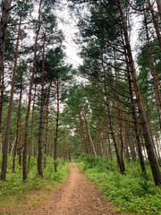 Small path in the forest, natural forest background